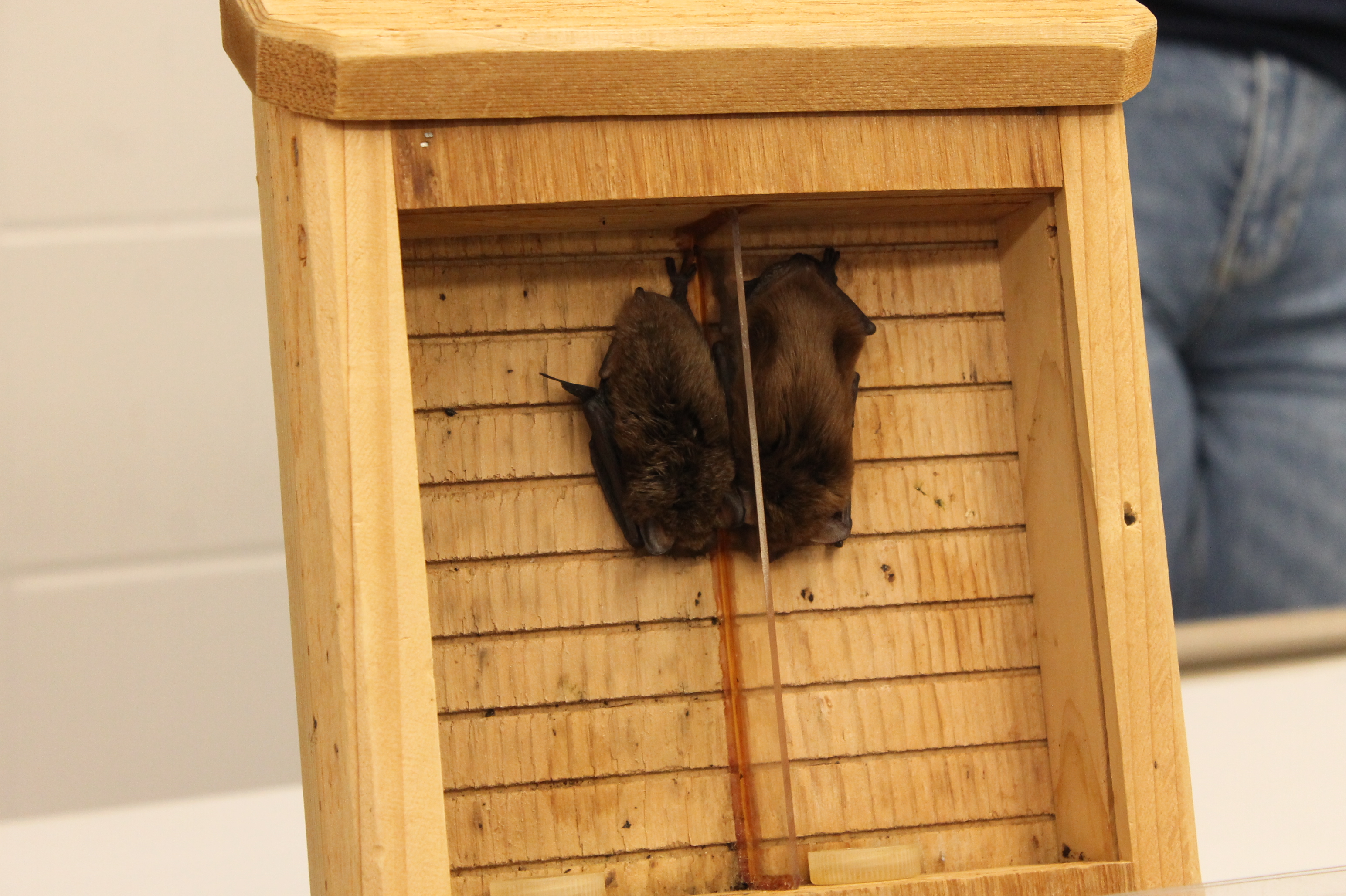 2025 Indiana Bat Festival